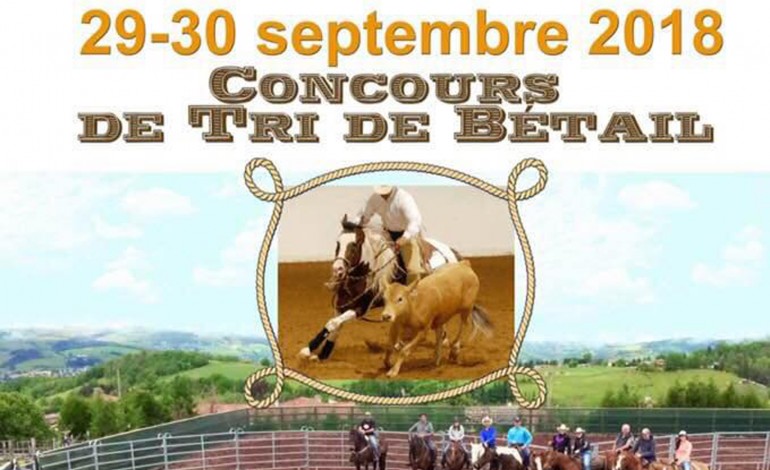 Tri de bétail à l'Elevage du Culty (42)