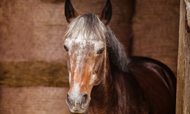 Un contrôle annoncé de votre centre équestre ou la préparation de votre vieux cheval à l’hiver : Un sujet vous concerne forcément parmi les prochaines webconférences de l’IFCE