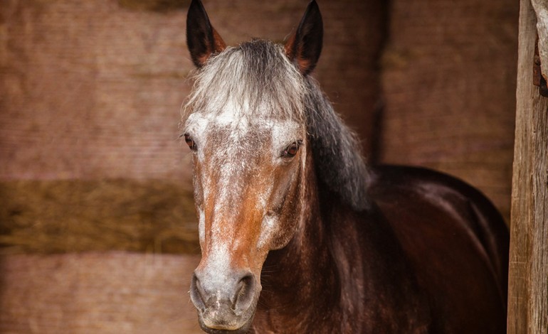 Un contrôle annoncé de votre centre équestre ou la préparation de votre vieux cheval à l’hiver : Un sujet vous concerne forcément parmi les prochaines webconférences de l’IFCE