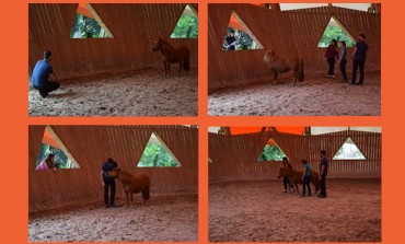 Découvrez « en vrai » le horse coaching à Lamballe le 28 octobre 2018