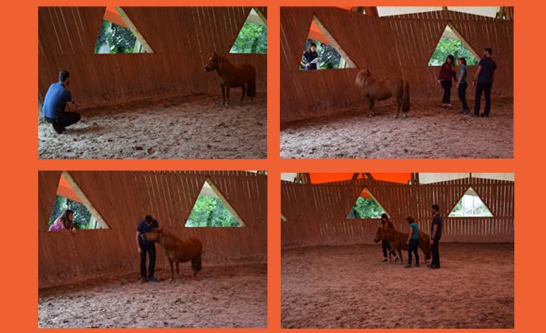 Découvrez « en vrai » le horse coaching à Lamballe le 28 octobre 2018