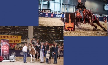 Salon Cheval de Paris 2018 - Master All Breed & Championnat BBR