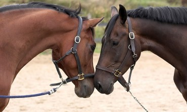 Les bons tuyaux pour veiller sur la santé de vos chevaux