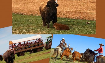 Les bébés bisons arrivent !