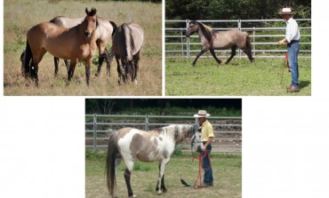 Natural horsemanship : stage dans le Var les 18 et 19 mai 2019 avec Robert Trösch