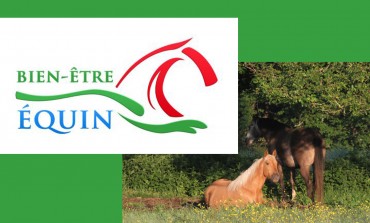 Les fondamentaux à connaître pour le bien-être de votre cheval