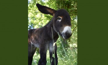 Un bébé Baudet du Poitou né dans son berceau !