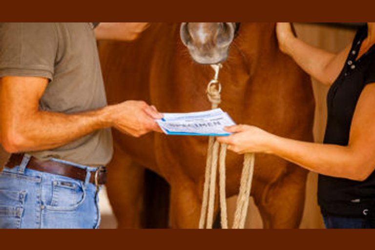 Comment Faire Pour Avoir Les Papiers Dsa Pour Son Cheval