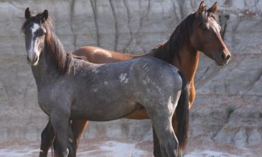 Tout ce que vous voulez savoir sur les chevaux sauvages