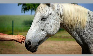 Accompagner le vieillissement avec le cheval