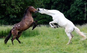 Chevaux sauvages : mythes et réalités