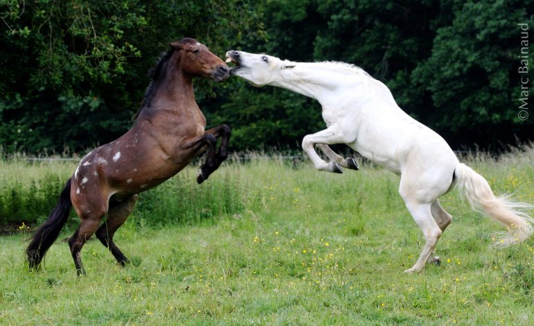 Chevaux sauvages : mythes et réalités