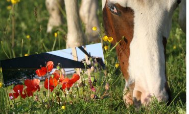 Quand l’intoxication est dans le pré…