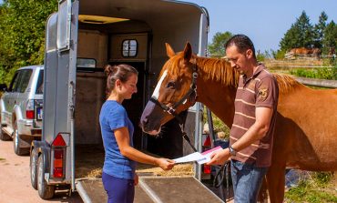 Achat/vente de chevaux : 30 minutes pour en savoir plus