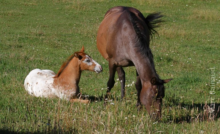 Savoir vendre ses prestations dans l’univers du cheval