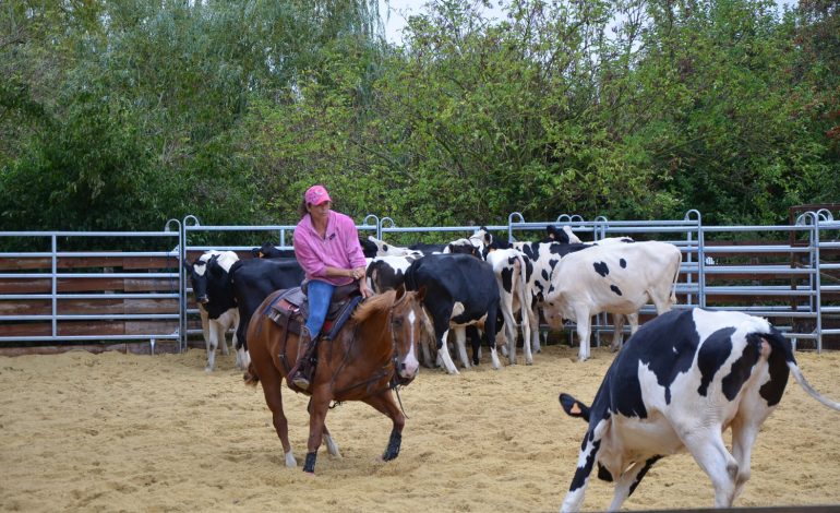 Travail du bétail à cheval en Normandie