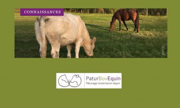 Equins et bovins, duo gagnant dans la pâture