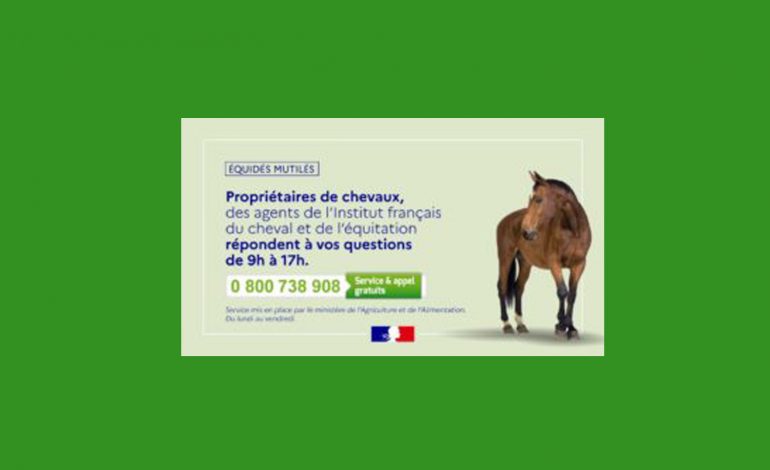 Actes de cruauté envers les chevaux : mise en place d’un numéro vert