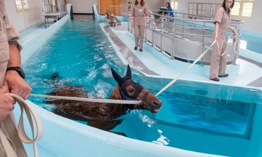 Rééducation du cheval : le top en Normandie