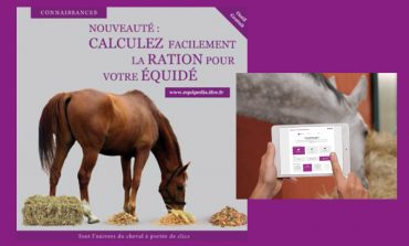 Quelle ration pour mon cheval ?