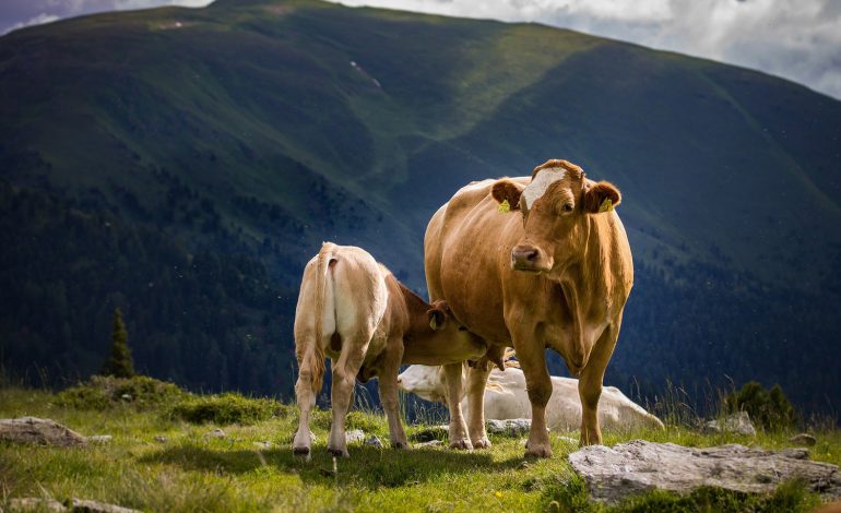 Fausse viande et fin de l’élevage: les masques tombent !