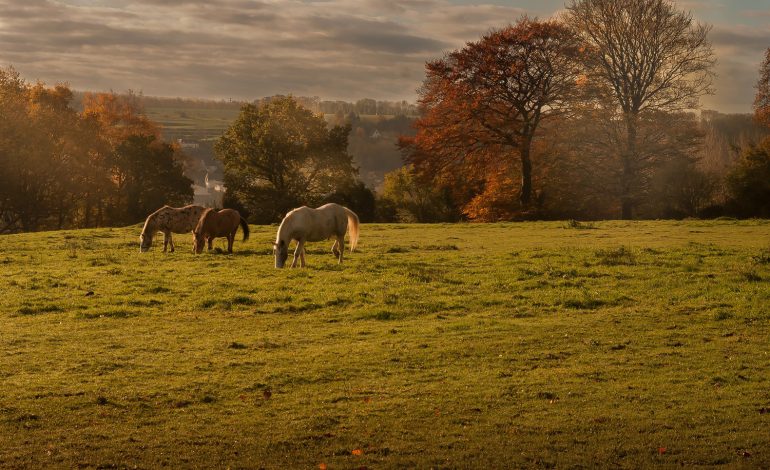 Mutilations de chevaux : que dit le droit équin ?