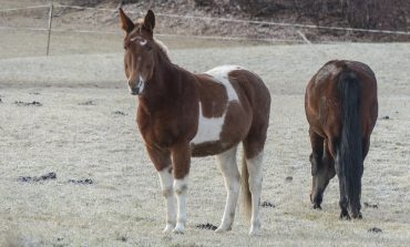 Mutilations de chevaux : quel arsenal juridique ?