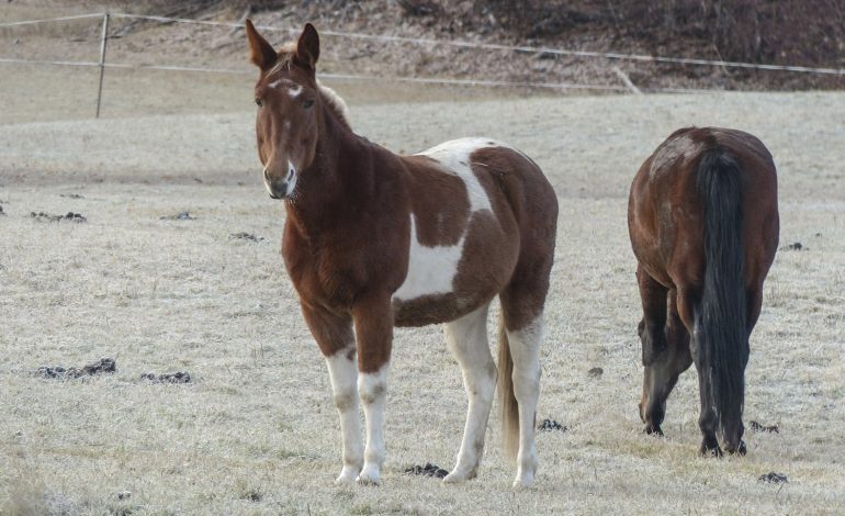 Mutilations de chevaux : quel arsenal juridique ?