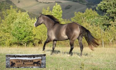 L’Ariège, terre de chevaux western