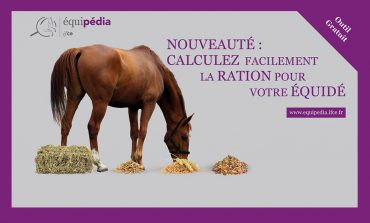 Comment calculer la bonne ration pour mon cheval