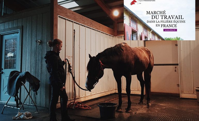 Bon à savoir pour faire carrière dans l’univers du cheval