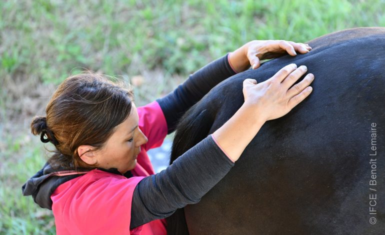 Zoom sur la pratique de l’ostéopathie animale
