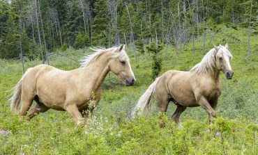 Quid du projet de loi sur la protection animale ?