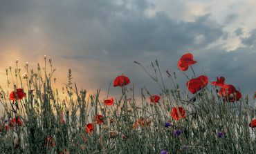 Ces plantes qui ne font pas du bien aux chevaux…