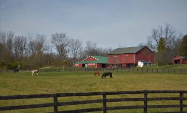 Comment et à quel prix offrir des pâtures à ses chevaux ?