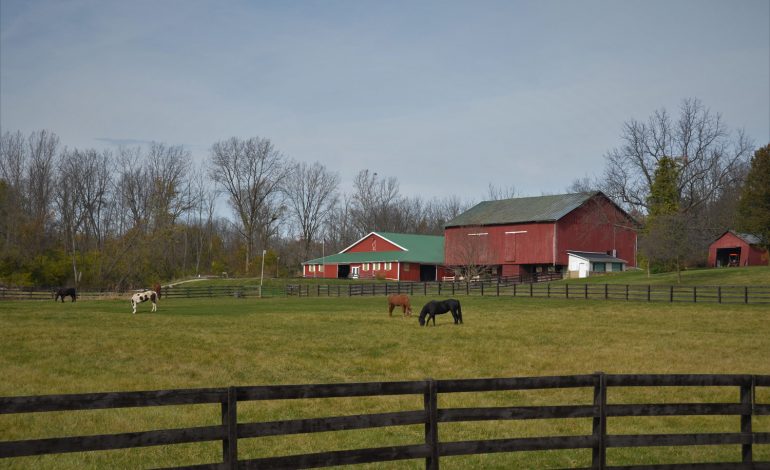 Comment et à quel prix offrir des pâtures à ses chevaux ?