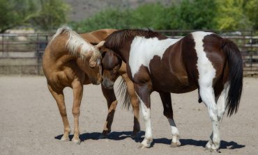 Prêter ou louer son cheval, que dit la loi ?