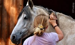 Dimanche 14 septembre 2025 : c’est la journée du cheval