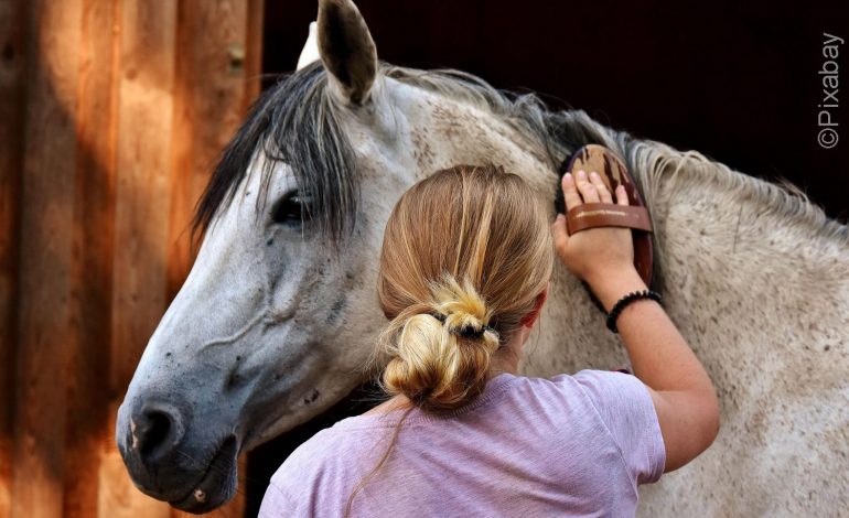 Dimanche 14 septembre 2025 : c’est la journée du cheval