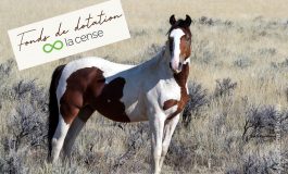 13 et 14 juin 2026, Yann Arthus-Bertrand, votre cheval et vous…