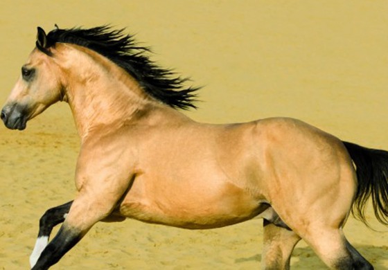 Pour faire de 2015 une nouvelle année du cheval