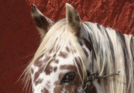 Ancien ou moderne,  il existe un Appaloosa pour chaque goût