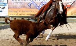 CCHA Cutting Shoot Out – King’s Valley QH  Vitry aux Loges (45) – 6&7 juillet 2013