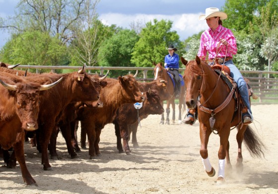 En images : Versatile Ranch Horse au Thomas’ Ranch de Contigné