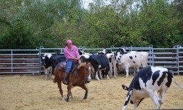 Travail du bétail à cheval en Normandie