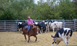 Travail du bétail à cheval en Normandie