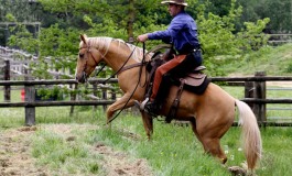 Tous à Acigné (35) pour célébrer le Cheval de Ranch.