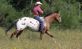 L’Appaloosa fait valoir l’étendue de ses compétences !