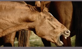 Cheval, pourquoi tu tousses ?