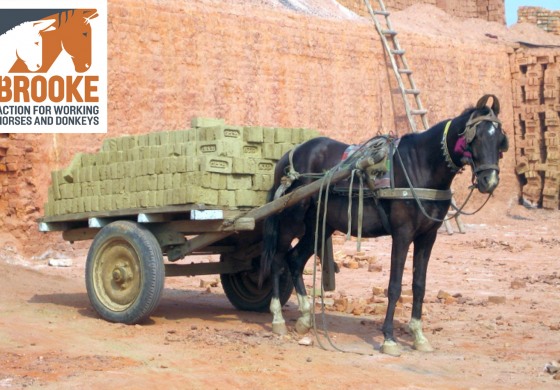 100 millions d’équins au travail sur la planète